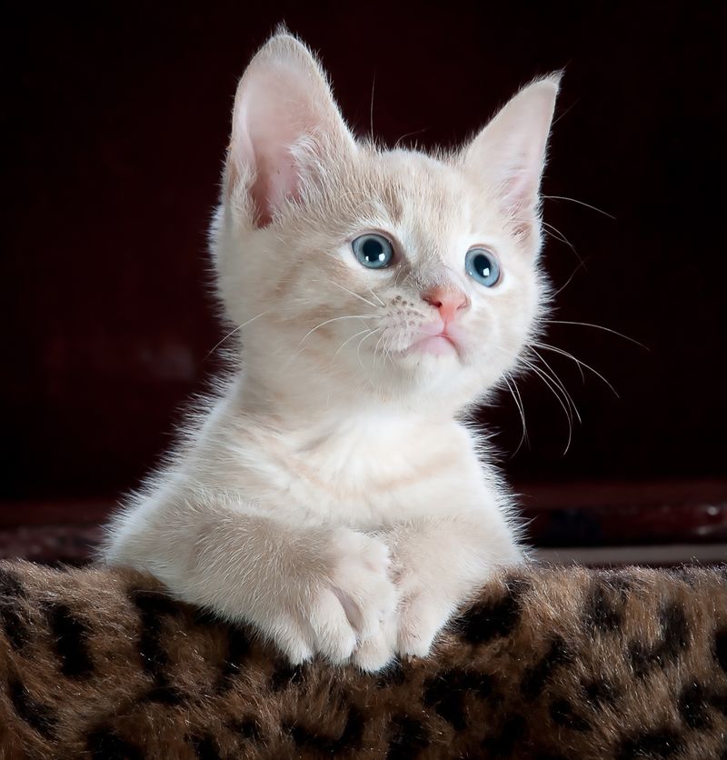 Cat toys category